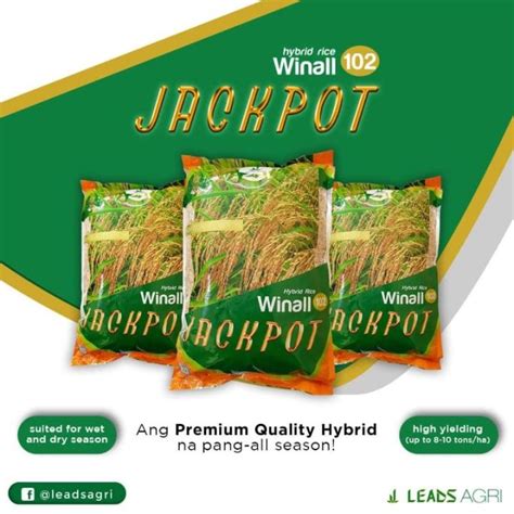 jackpot hybrid rice characteristics